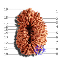 Load image into Gallery viewer, 19 Mukhi Nepalese Rudraksha - Bead 11