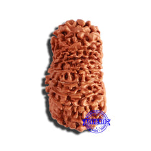 Load image into Gallery viewer, 19 Mukhi Nepalese Rudraksha - Bead 11