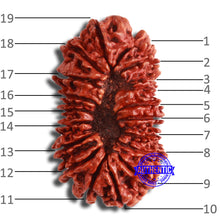 Load image into Gallery viewer, 19 Mukhi Nepalese Rudraksha - Bead 18
