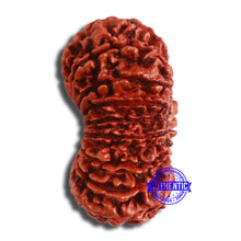 Load image into Gallery viewer, 19 Mukhi Nepalese Rudraksha - Bead 18