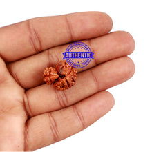 Load image into Gallery viewer, 1 + 2 Mukhi Nepalese Gaurishankar Rudraksha
