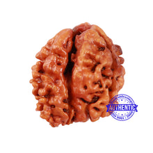 Load image into Gallery viewer, 1 + 2 Mukhi Nepalese Gaurishankar Rudraksha