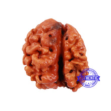 Load image into Gallery viewer, 1 + 2 Mukhi Nepalese Gaurishankar Rudraksha