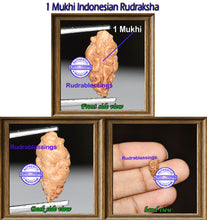 Load image into Gallery viewer, 1 Mukhi Rudraksha from Indonesia - Bead No. 57