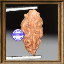 Load image into Gallery viewer, 1 Mukhi Rudraksha from Indonesia - Bead No. 57