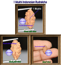 Load image into Gallery viewer, 1 Mukhi Rudraksha from Indonesia - Bead No. 61