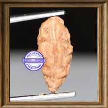 Load image into Gallery viewer, 1 Mukhi Rudraksha from Indonesia - Bead No. 64