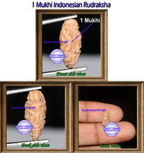 Load image into Gallery viewer, 1 Mukhi Rudraksha from Indonesia - Bead No. 84