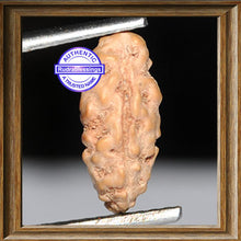 Load image into Gallery viewer, 1 Mukhi Rudraksha from Indonesia - Bead No. 84