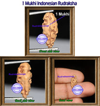 Load image into Gallery viewer, 1 Mukhi Rudraksha from Indonesia - Bead No. 87