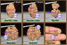 Load image into Gallery viewer, 1 + 1 Mukhi Indonesian Gaurishankar Rudraksha - Bead No. 8
