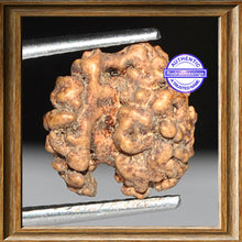 Load image into Gallery viewer, 1 + 1 Mukhi Indonesian Gaurishankar Rudraksha - Bead No. 8