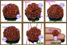 Load image into Gallery viewer, 1 Mukhi Savar Rudraksha from Nepal - Bead No. 57