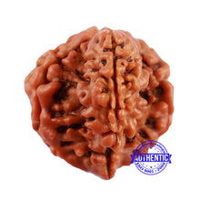 Load image into Gallery viewer, 1 Mukhi Savar Rudraksha from Nepal - Bead No. 80