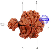 Load image into Gallery viewer, 1 Mukhi Savar Rudraksha from Nepal - Bead No. 80