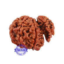Load image into Gallery viewer, 1 Mukhi Savar Rudraksha from Nepal - Bead No. 80
