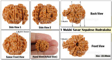 Load image into Gallery viewer, 1 Mukhi Savar Rudraksha from Nepal - Bead No. 66