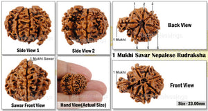 1 Mukhi Savar Rudraksha from Nepal - Bead No. 67