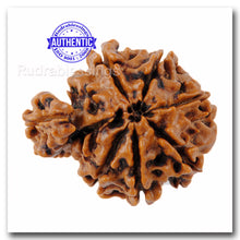 Load image into Gallery viewer, 1 Mukhi Savar Rudraksha from Nepal - Bead No. 67