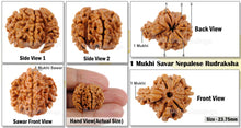 Load image into Gallery viewer, 1 Mukhi Savar Rudraksha from Nepal - Bead No. 68