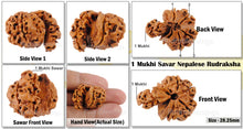 Load image into Gallery viewer, 1 Mukhi Savar Rudraksha from Nepal - Bead No. 69
