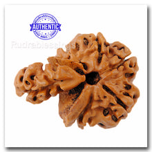 Load image into Gallery viewer, 1 Mukhi Savar Rudraksha from Nepal - Bead No. 69