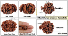 Load image into Gallery viewer, 1 Mukhi Savar Rudraksha from Nepal - Bead No. 70