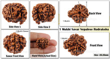 Load image into Gallery viewer, 1 Mukhi Savar Rudraksha from Nepal - Bead No. 71