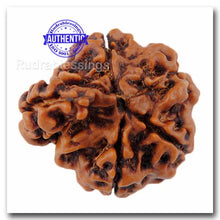 Load image into Gallery viewer, 1 Mukhi Savar Rudraksha from Nepal - Bead No. 71