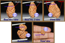 Load image into Gallery viewer, 1 + 1 Mukhi Indonesian Gaurishankar Rudraksha - Bead No. 3