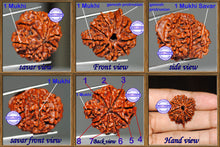 Load image into Gallery viewer, 1 Mukhi Savar on 8 Mukhi Ganesh Rudraksha from Nepal - Bead 12