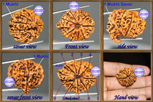 Load image into Gallery viewer, 1 Mukhi Savar on 9 Mukhi Rudraksha from Nepal - Bead No. 15