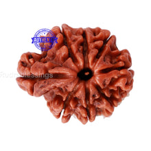 Load image into Gallery viewer, 1 Mukhi Savar Rudraksha from Nepal - Bead No. 78