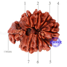 Load image into Gallery viewer, 1 Mukhi Savar Rudraksha from Nepal - Bead No. 78