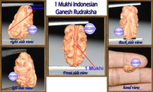 Load image into Gallery viewer, 1 Mukhi Ganesh Rudraksha from Indonesia - Bead No. 14