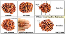 Load image into Gallery viewer, 1 Mukhi Savar on 8 Mukhi Rudraksha from Nepal - Bead No. 10