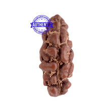 Load image into Gallery viewer, 1 Mukhi Ganesh Rudraksha from Indonesia - Bead No. 117