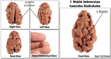 Load image into Gallery viewer, 1 Mukhi Ganesh Rudraksha from Indonesia - Bead No. 135