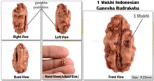 Load image into Gallery viewer, 1 Mukhi Ganesh Rudraksha from Indonesia - Bead No. 137