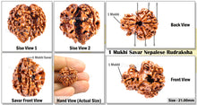 Load image into Gallery viewer, 1 Mukhi Savar on 4 Mukhi Rudraksha from Nepal - Bead No. 21
