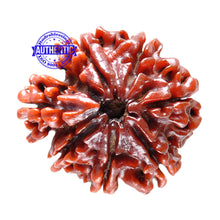 Load image into Gallery viewer, 1 Mukhi Savar Rudraksha from Nepal - Bead No. 27