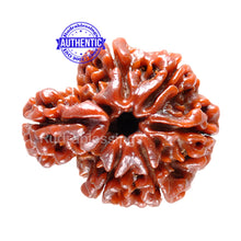 Load image into Gallery viewer, 1 Mukhi Savar Rudraksha from Nepal - Bead No. 28