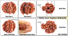 Load image into Gallery viewer, 1 Mukhi Savar Rudraksha from Nepal - Bead No. 28