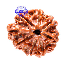 Load image into Gallery viewer, 1 Mukhi Savar Rudraksha from Nepal - Bead No. 31