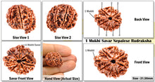Load image into Gallery viewer, 1 Mukhi Savar Rudraksha from Nepal - Bead No. 31