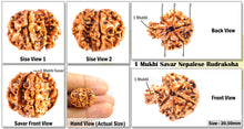 Load image into Gallery viewer, 1 Mukhi Savar Rudraksha from Nepal - Bead No. 35