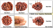 Load image into Gallery viewer, 1 Mukhi Savar Rudraksha from Nepal - Bead No. 38