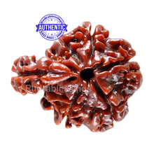 Load image into Gallery viewer, 1 Mukhi Savar Rudraksha from Nepal - Bead No. 39
