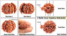 Load image into Gallery viewer, 1 Mukhi Savar Rudraksha from Nepal - Bead No. 44