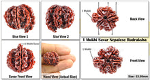 Load image into Gallery viewer, 1 Mukhi Savar Rudraksha from Nepal - Bead No. 45